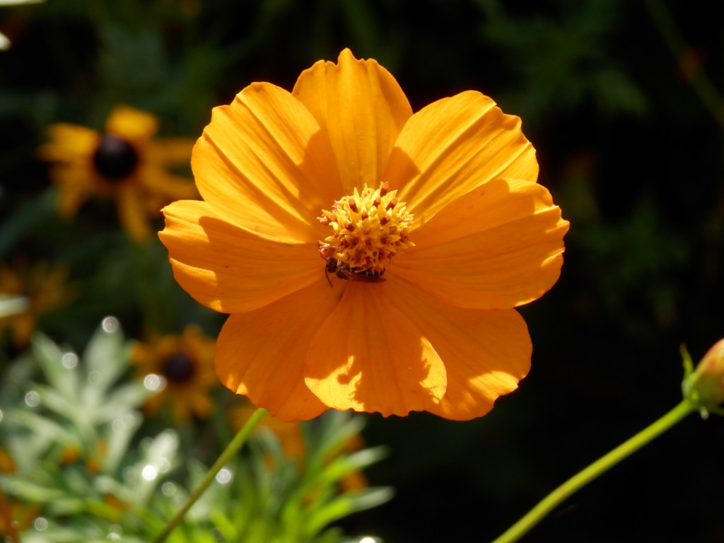 OLYMPUS DIGITAL CAMERA